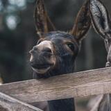 Un Inverno da Somari in Primiero