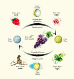 Foglie, frutti, radici e fiori