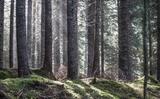 Alla scoperta di Paneveggio, la Foresta che Suona