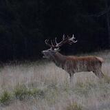 Ascolta il Bramito del Cervo