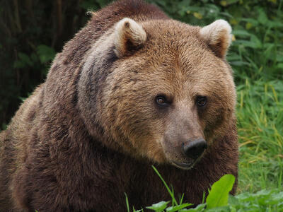ORSO: se lo conosci lo eviti!