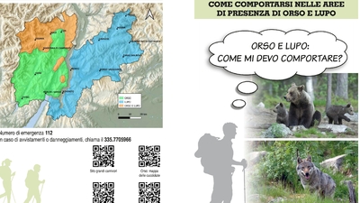 Orsi e lupi in Trentino: ecco la guida della Provincia